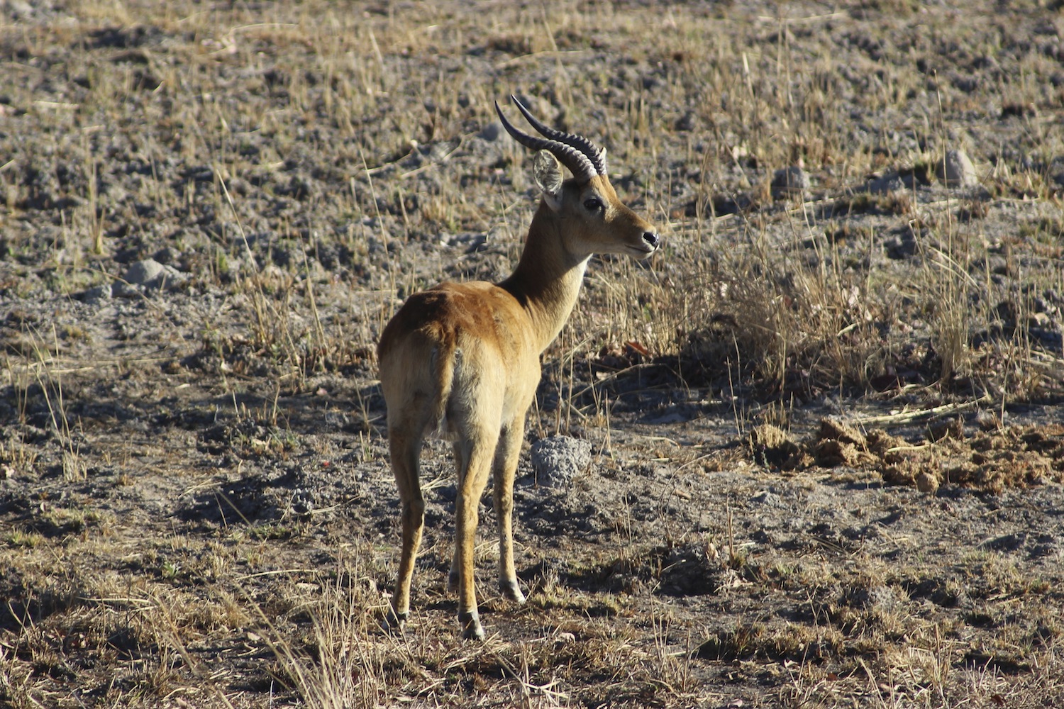 Kafue_Sambia_A Daerr01