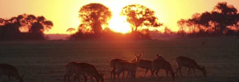Kafue_Sambia_A Daerr06