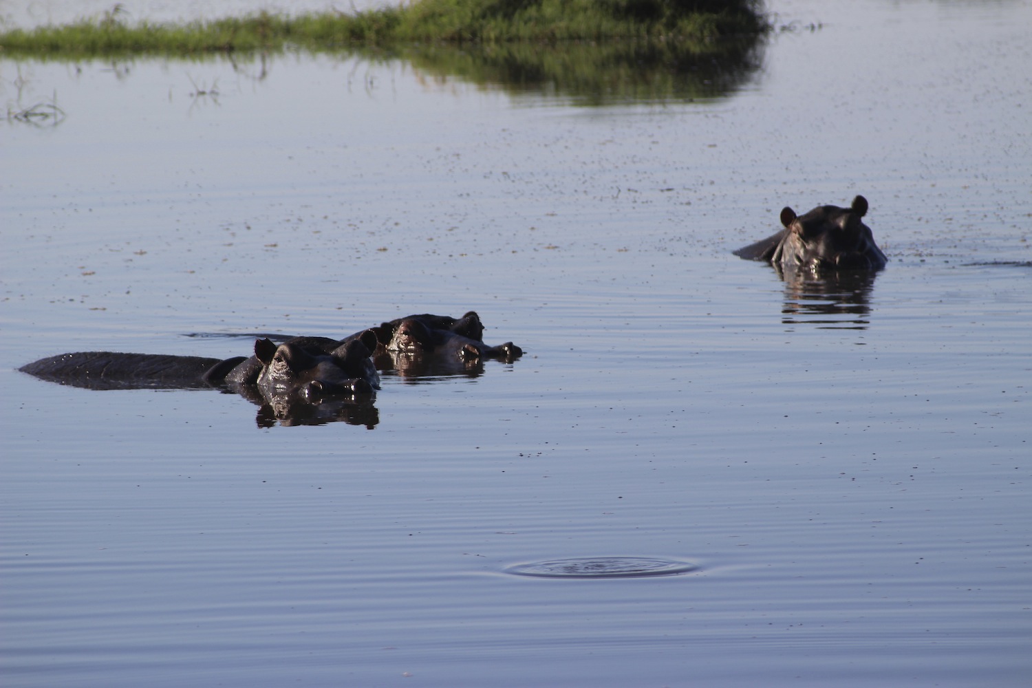 Kafue_Sambia_A Daerr10