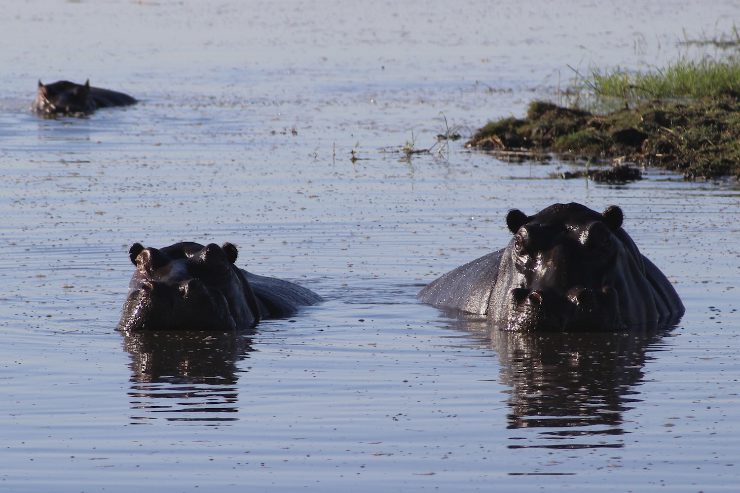 Kafue_Sambia_A Daerr11