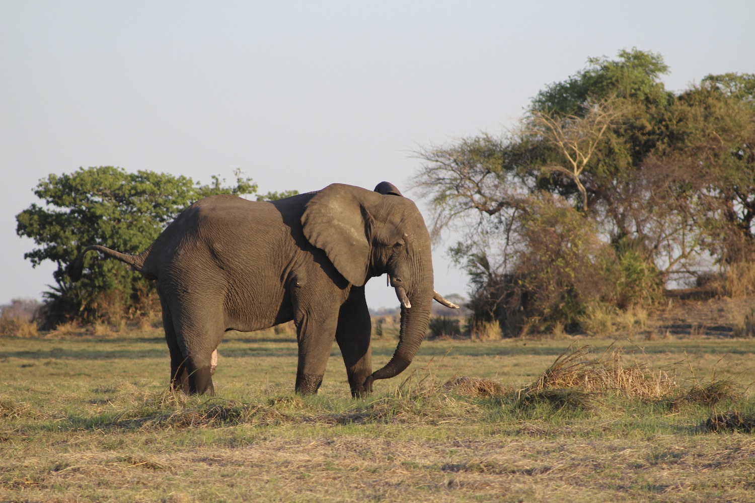 Kafue_Sambia_A Daerr15