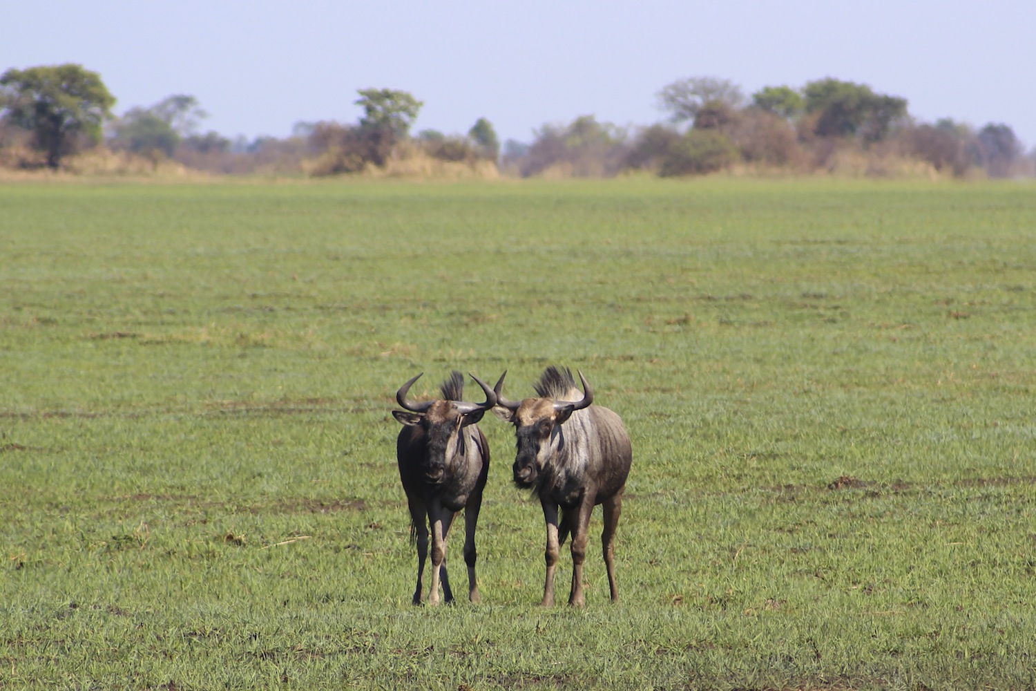 Kafue_Sambia_A Daerr29