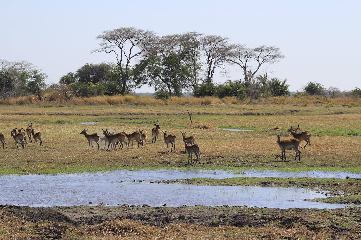 Kafue_Sambia_A Daerr30