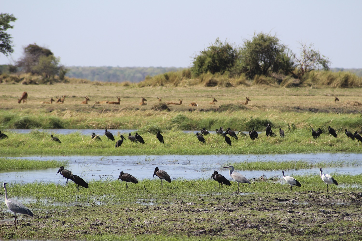 Kafue_Sambia_A Daerr31