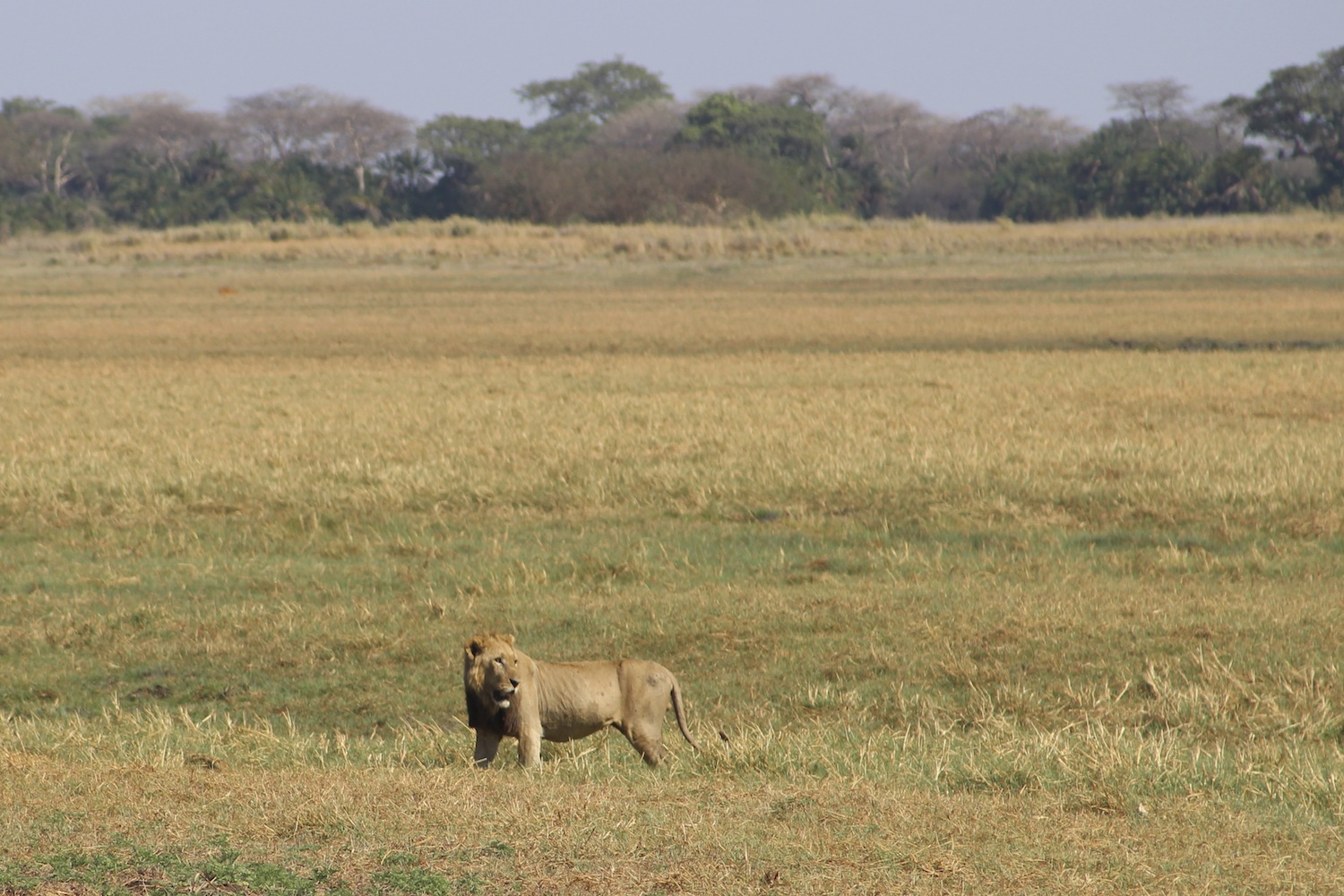 Kafue_Sambia_A Daerr36