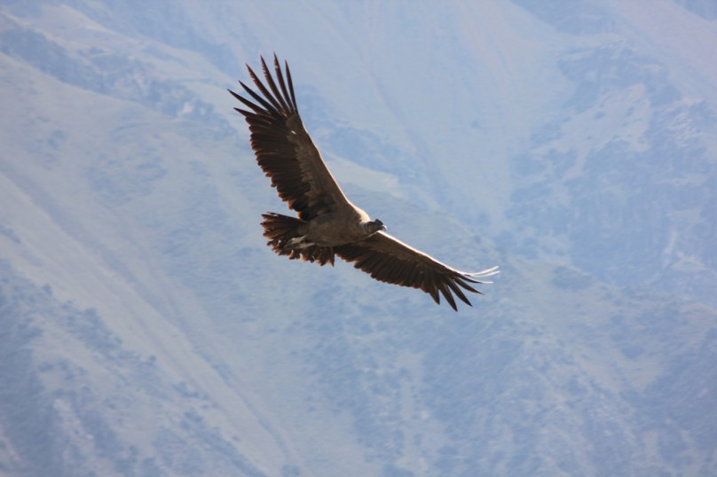 Colca_2