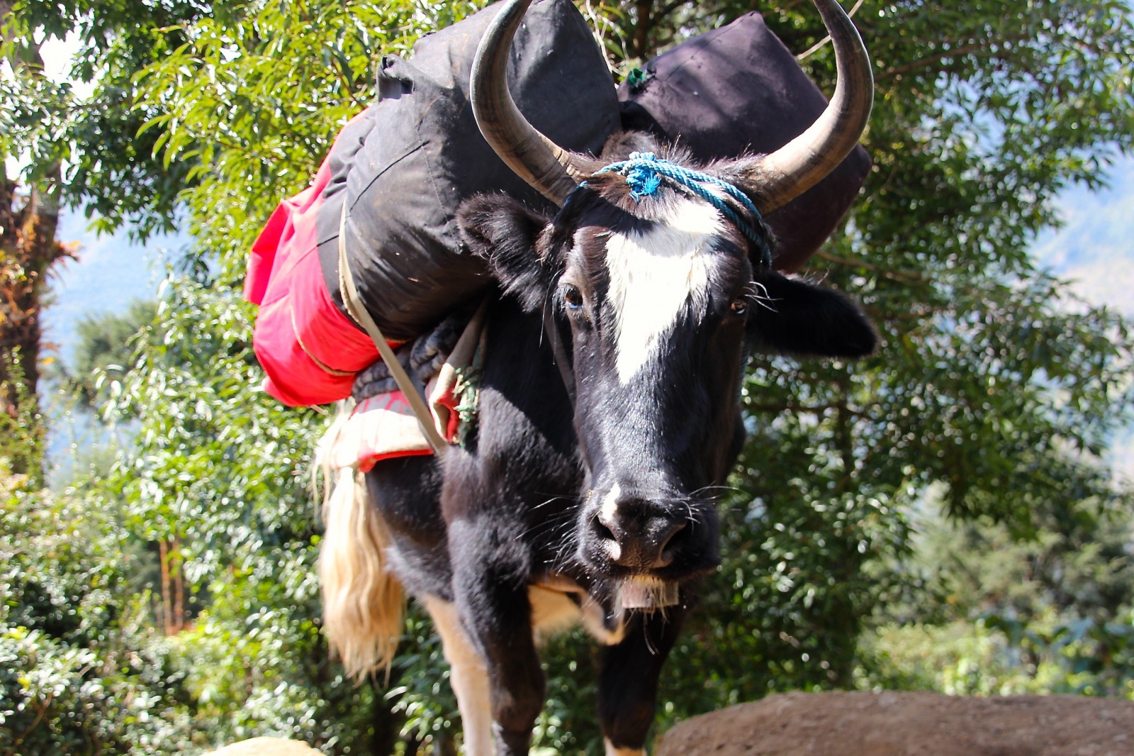 Nepal_Yak_pushreset