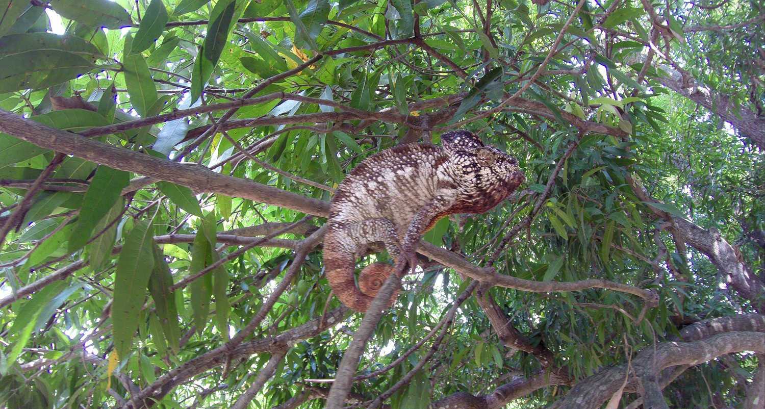 Chamäleon auf einem Mangobaum