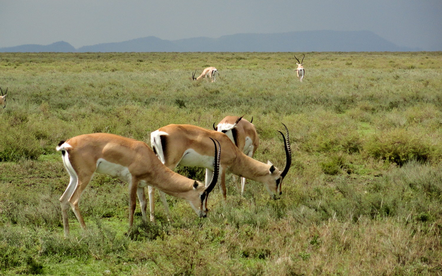 Grant-Gazelle in der Serengeti