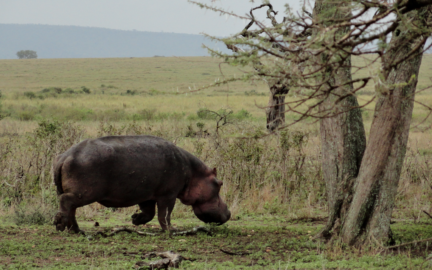 Hippo im Anmarsch