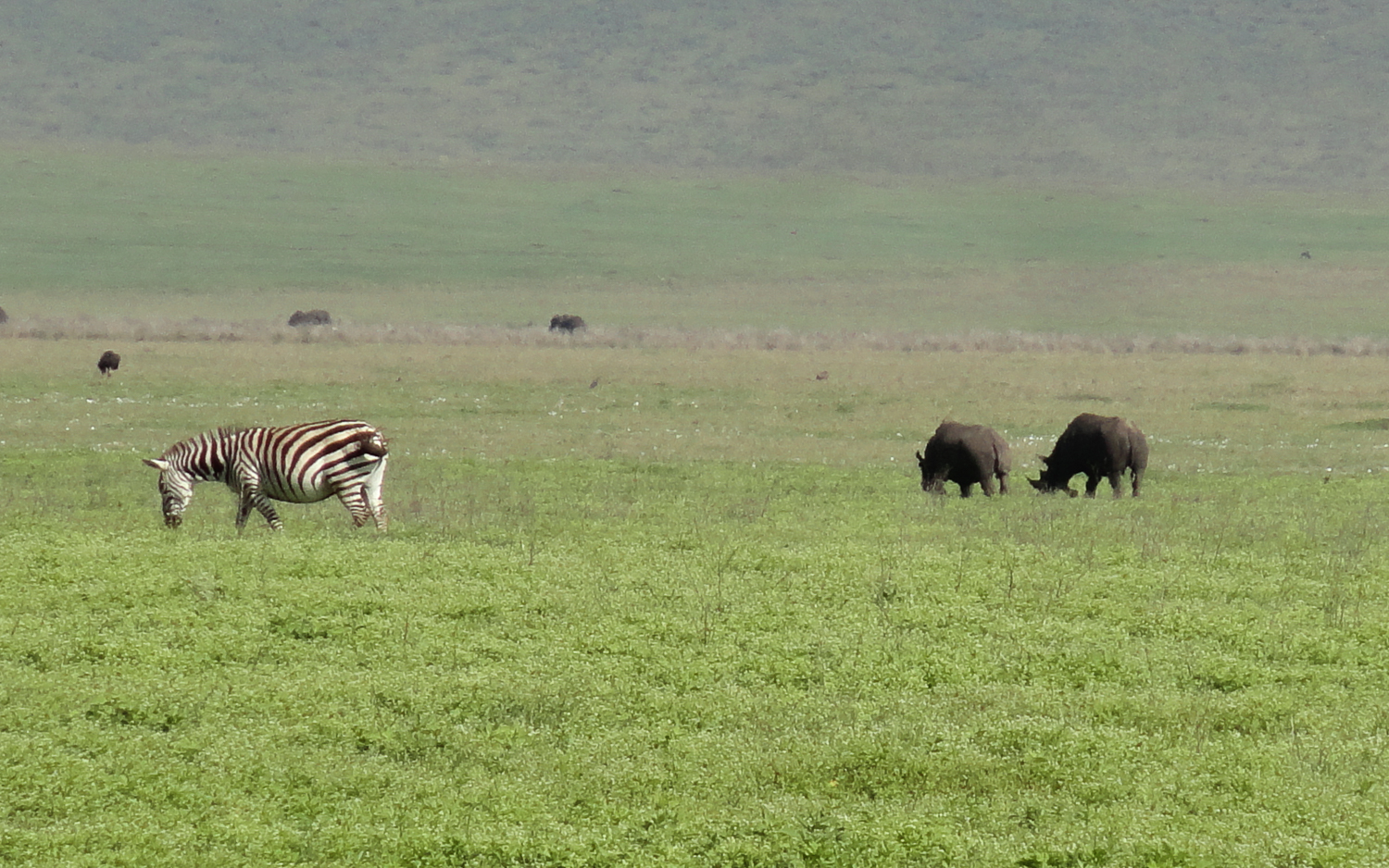 Nashörner im Ngorongoro Krater