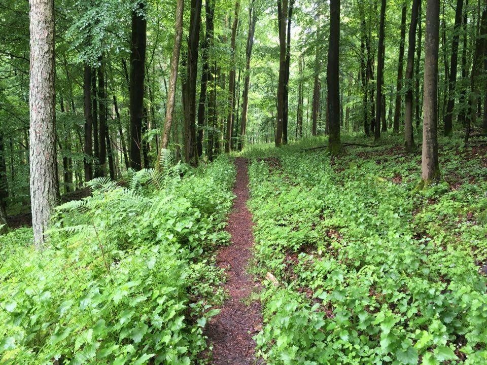 Spessart-Waldweg