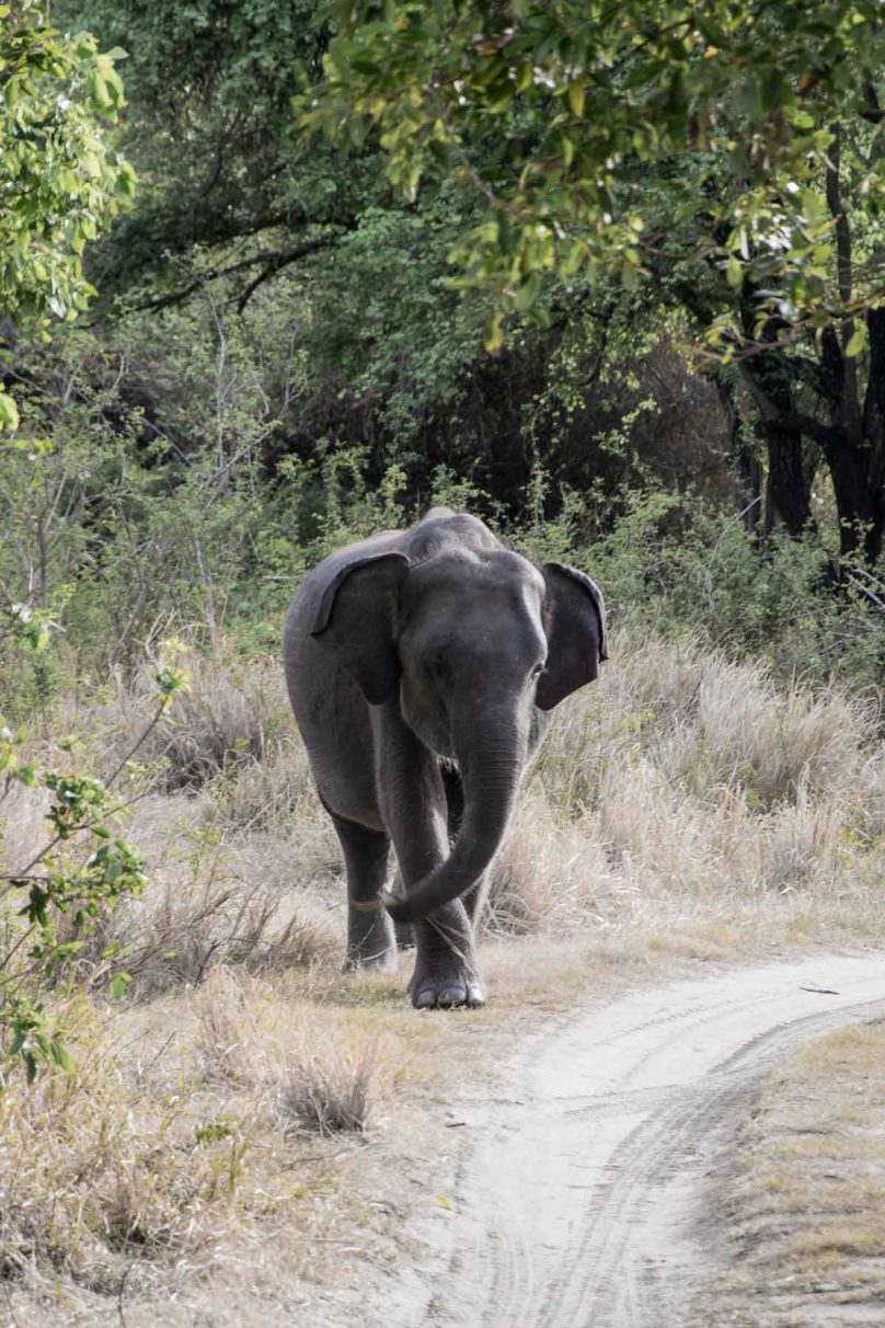 minneriya_elefanten_safari_sri_lanka-13