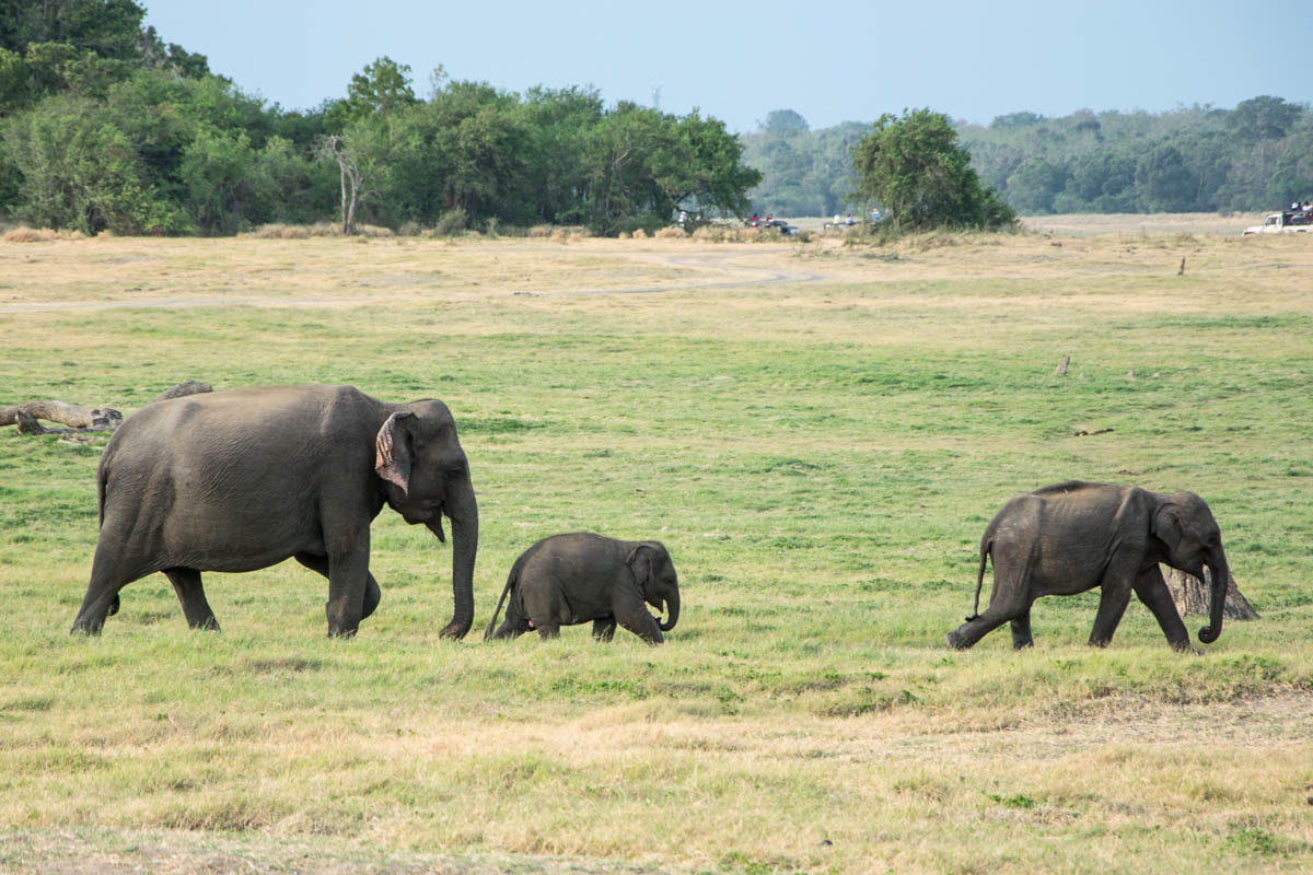 minneriya_elefanten_safari_sri_lanka-14