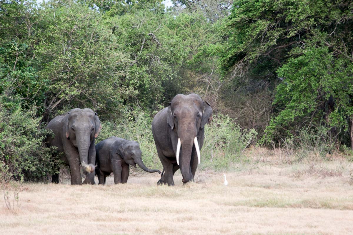 minneriya_elefanten_safari_sri_lanka-15