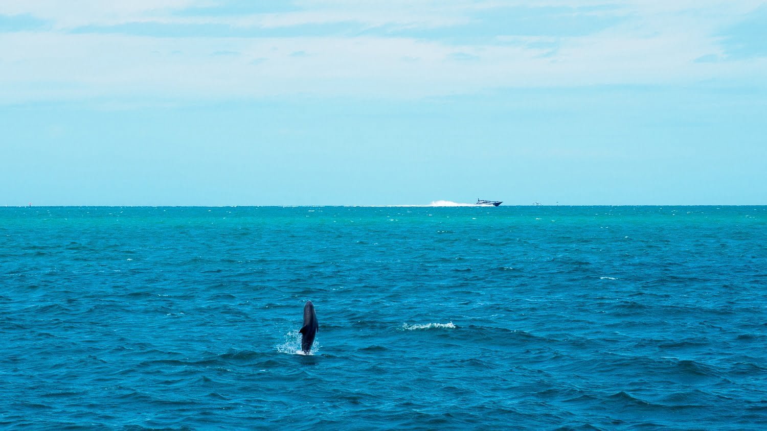 Delphin springt aus dem Wasser